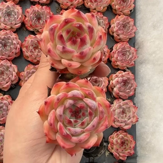25181 Echeveria Chihuahuaensis (5cm pot size)