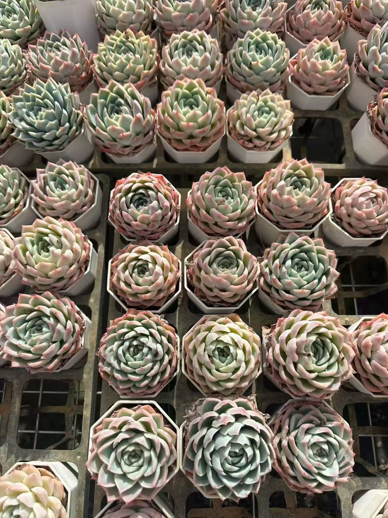 264143 Echeveria Alone Star (7cm pot size)