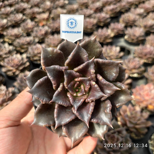 23679 Echeveria Black Madiba (9cm pot size)