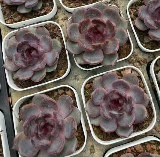 BL1113 Echeveria Black Queen Hyb