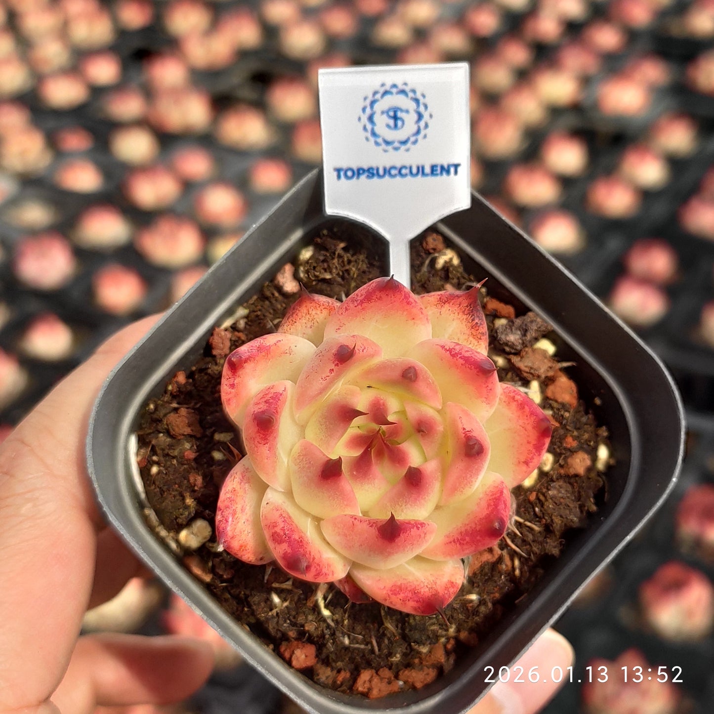 80519 Echeveria Tuscany (6.5cm pot size)