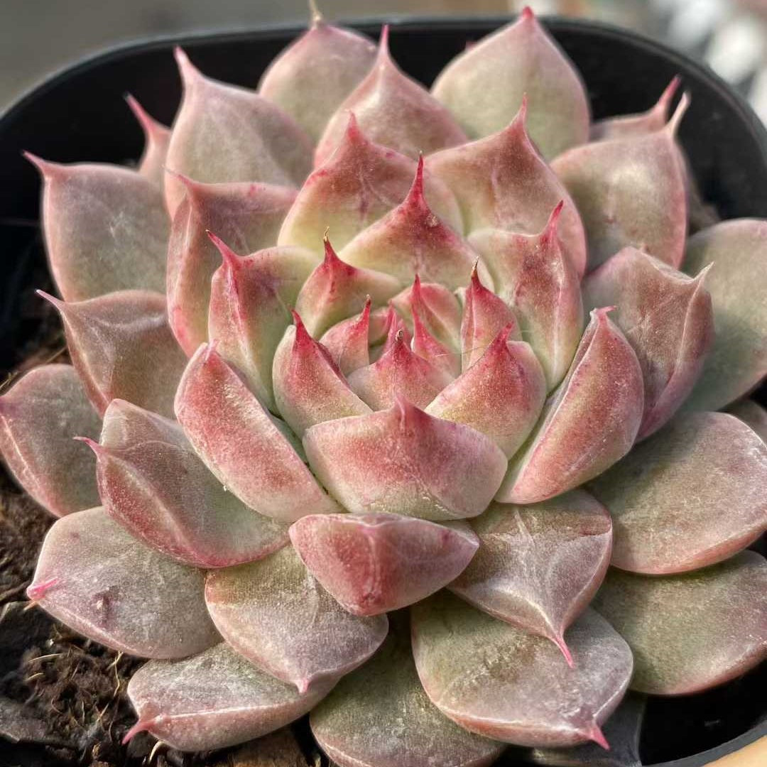 24828 Echeveria Chromis (6.3cm pot size)
