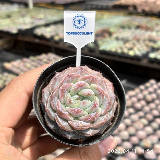 361466 Echeveria Ventura (6cm pot size)
