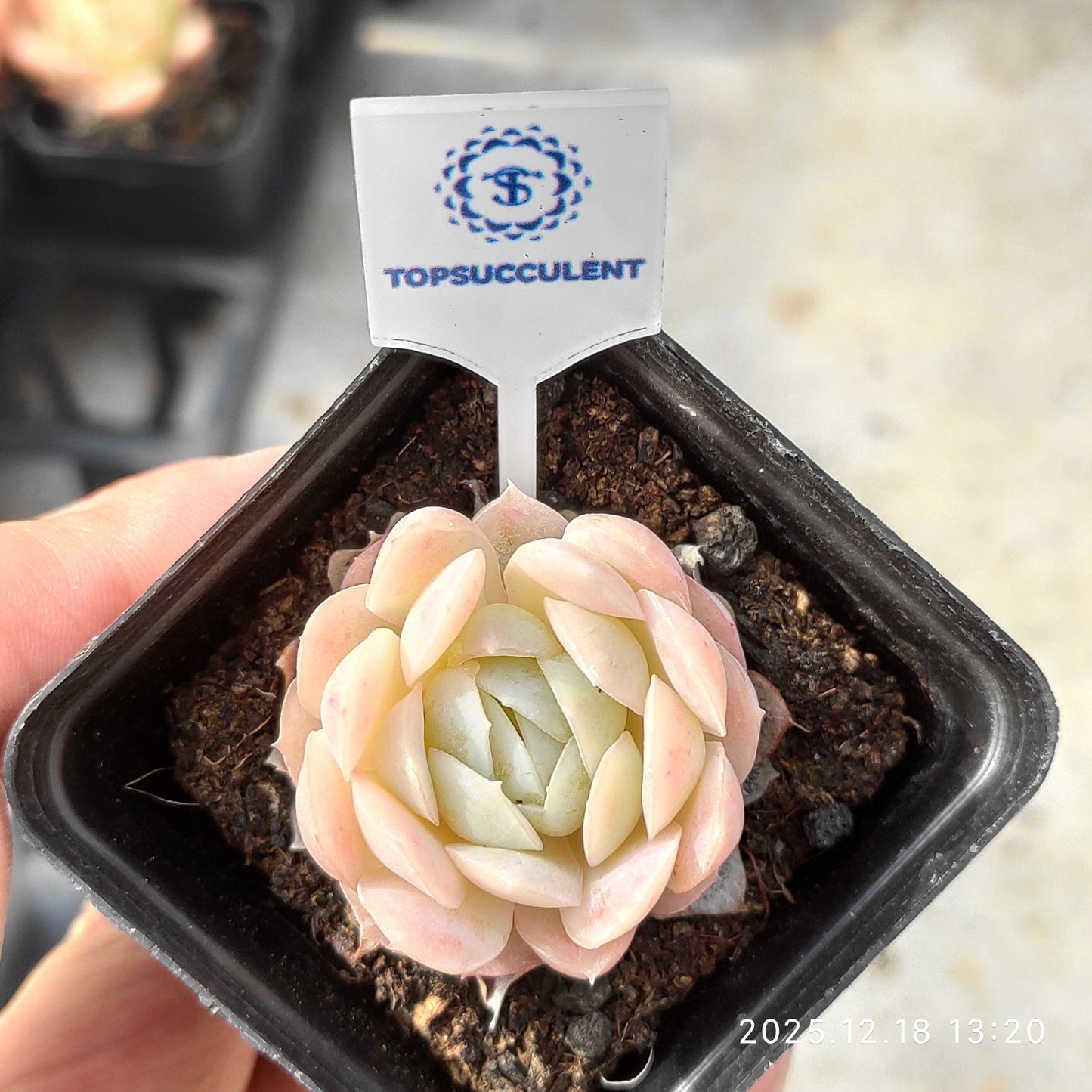 21585 Echeveria Pink Nation (5.5cm pot size)