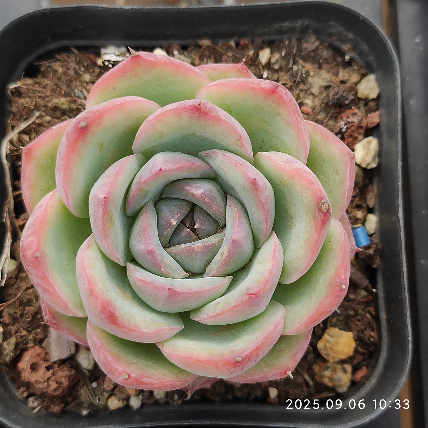 RC029 Echeveria Pink Crystal Rose(7cm pot size)