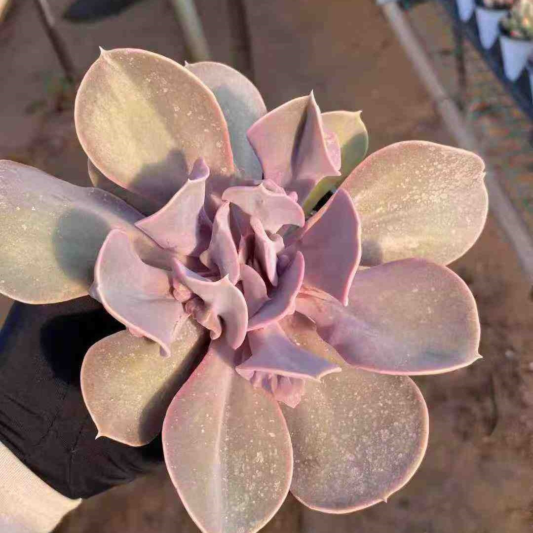 21920 Echeveria Love Pearl (9cm pot size)