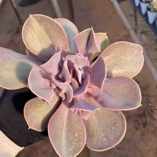 21920 Echeveria Love Pearl (9cm pot size)