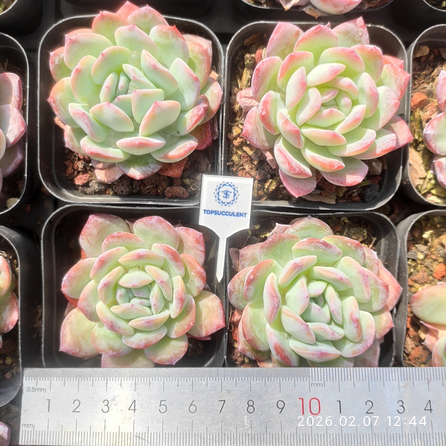 25575 Echeveria Mexico Pulidones (7cm pot size)