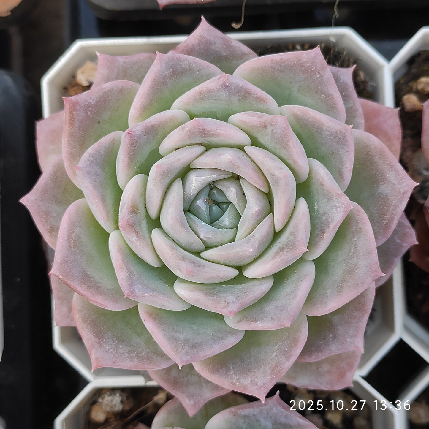 20952 Echeveria Pure Love x White Mousse (7cm pot size)
