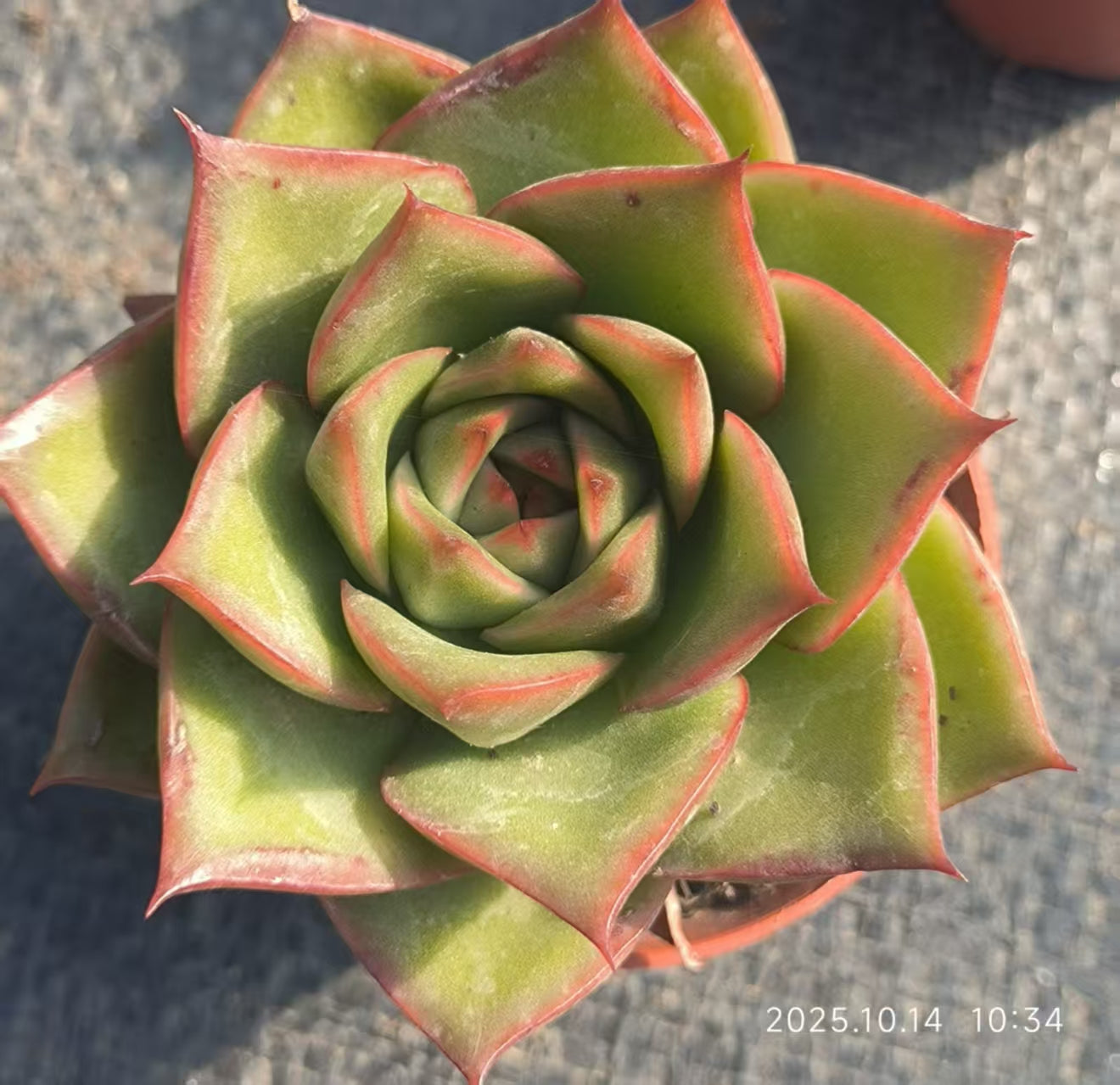 XS951 Echeveria Agavoides Hyb(6.5cm pot size)