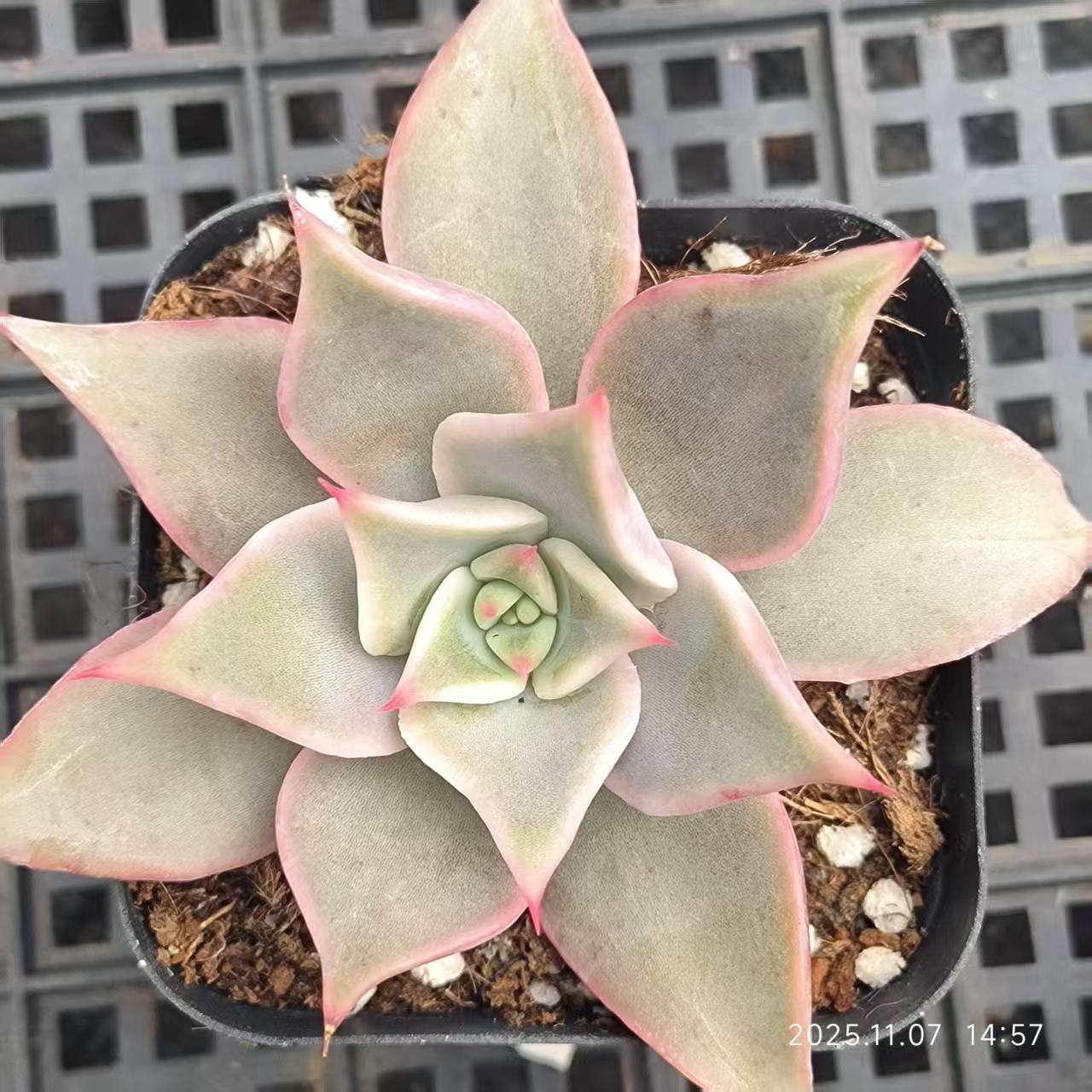 16910 Echeveria Red Madiba (6.5cm pot size)
