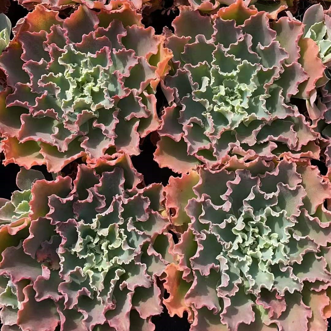 25161 Echeveria Blue Fox (12cm pot size)