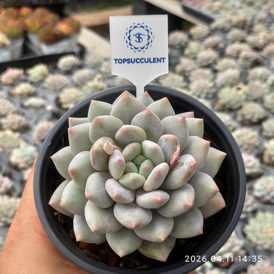 25602 Echeveria Purple Granada (6.5cm pot size)