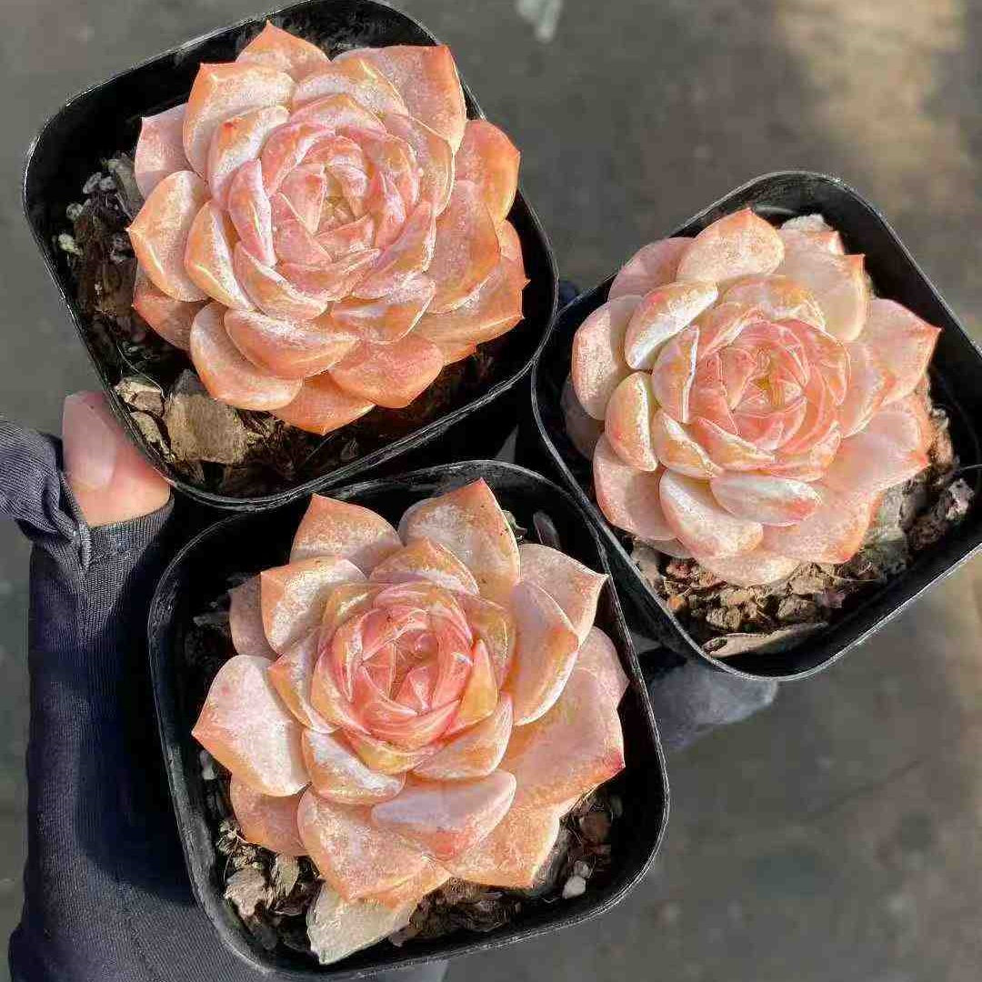 11197 Echeveria Snow Tower (6.3cm pot size)