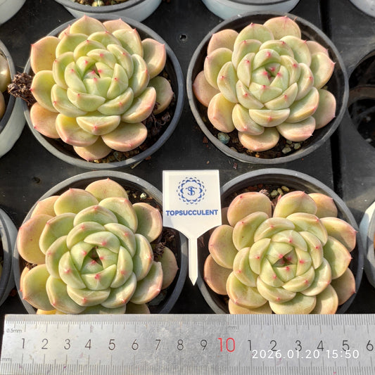 24919 Echeveria Bastion (9cm pot size)