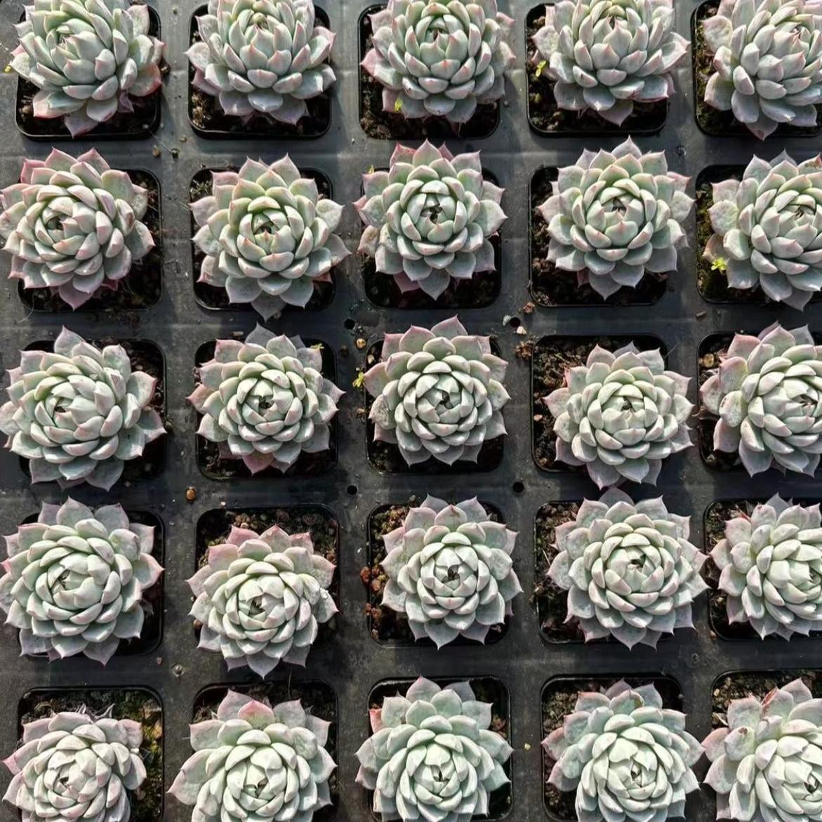 23429 Echeveria Skylark (7cm pot size)