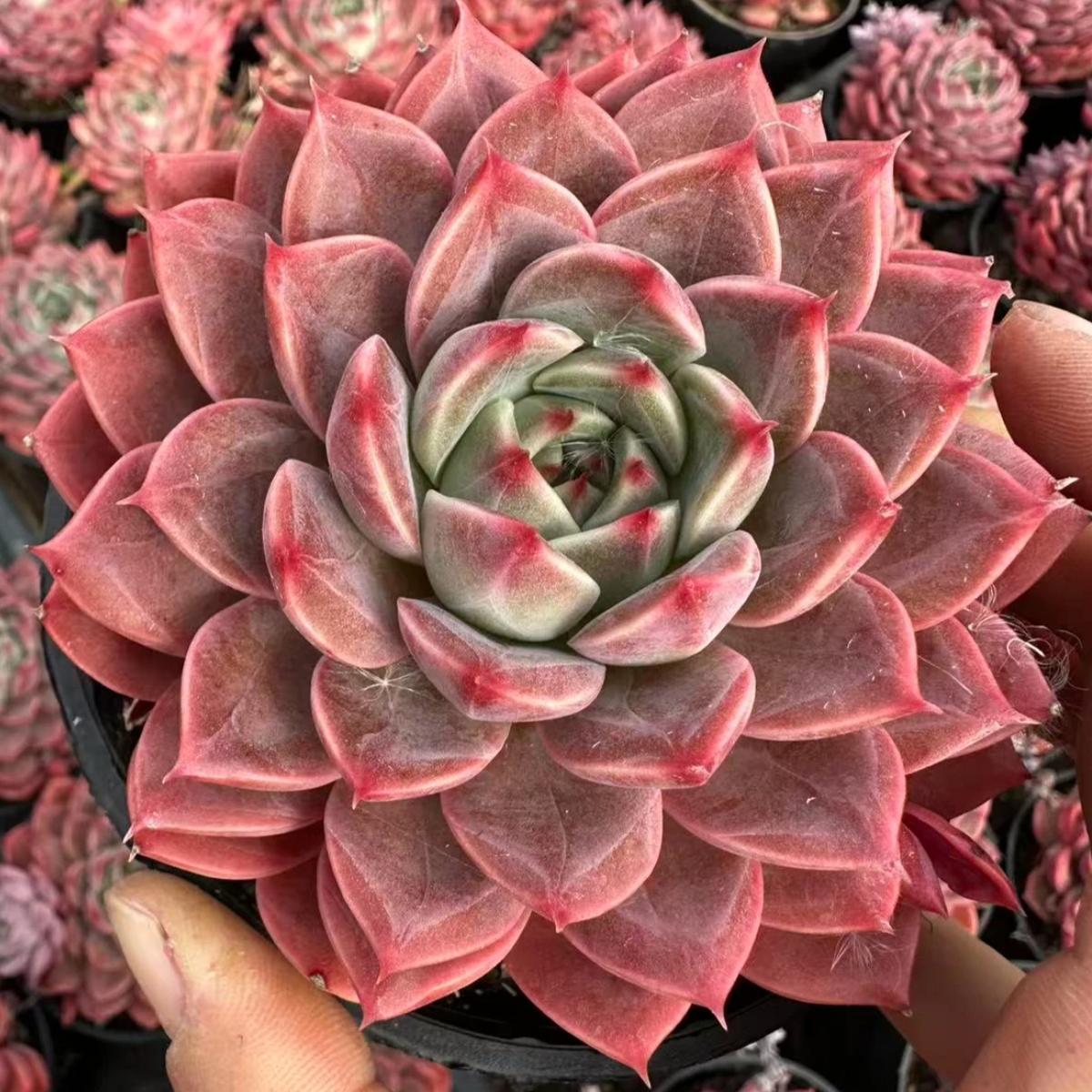 22642 Echeveria Soap Bubbles (10cm pot size)