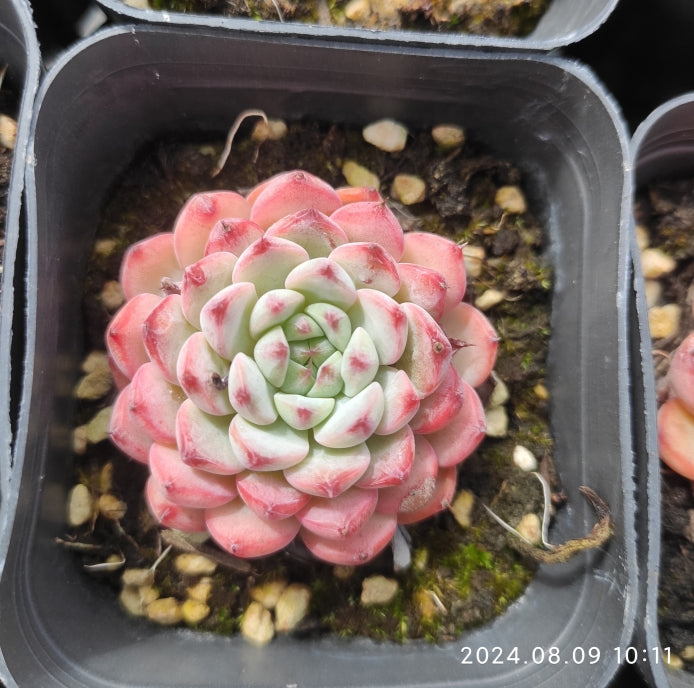 QN378 Echeveria Blue Minima