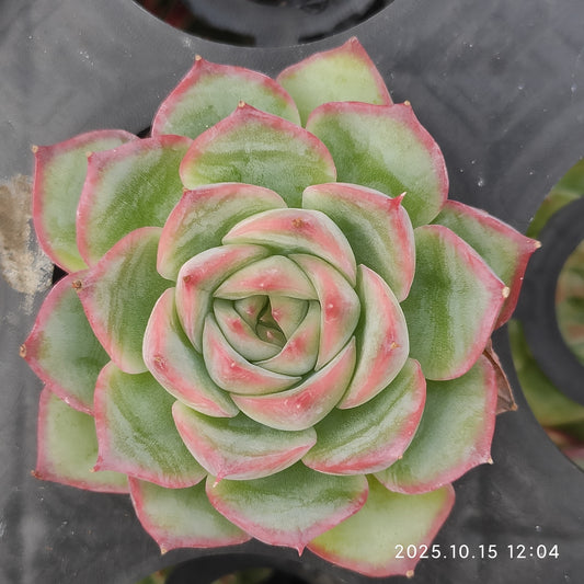 11554 Echeveria Silhouette (5.5cm pot size)