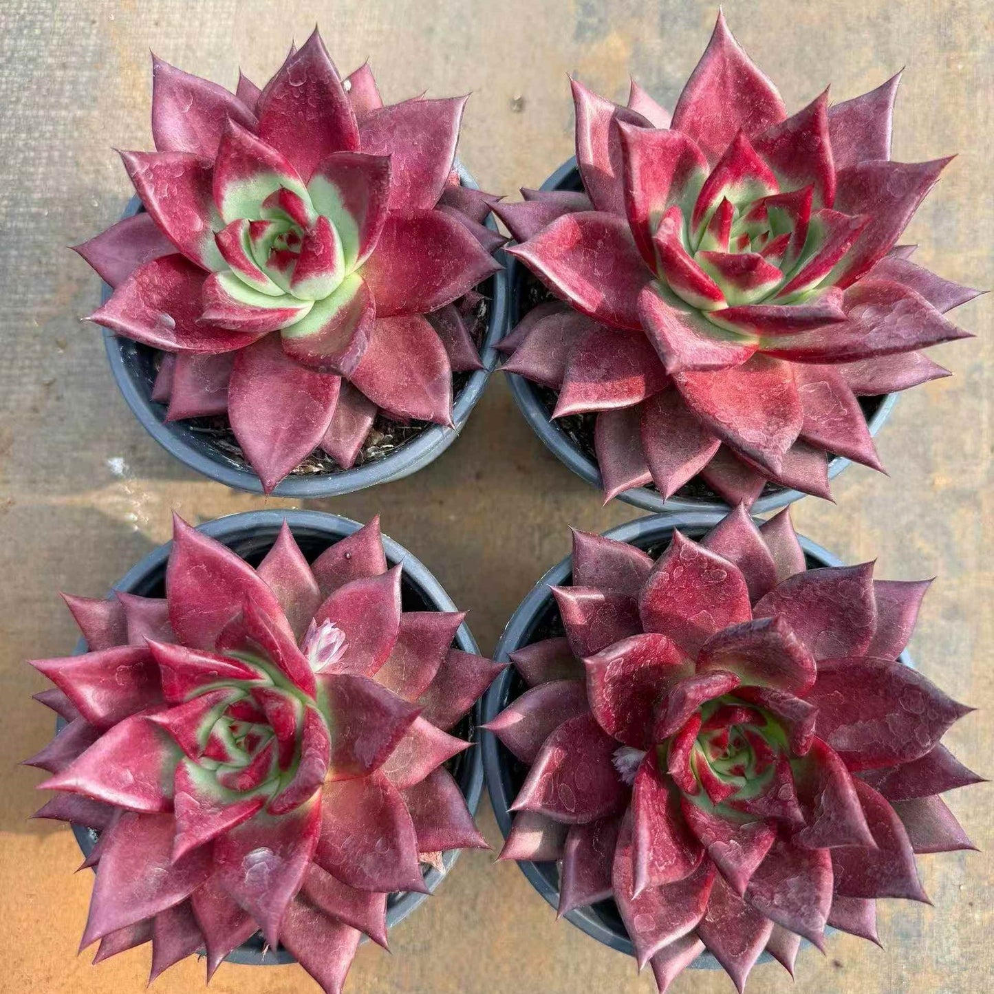 24060 Echeveria Roca (11cm pot size)