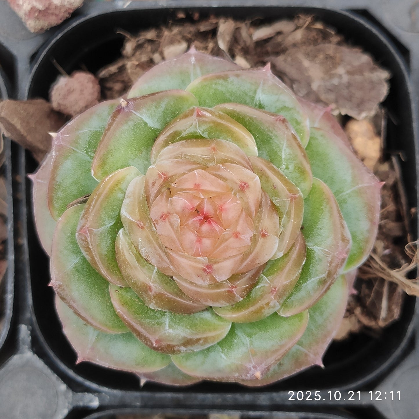 10313 Echeveria Lip Gloss (6.3cm pot size)