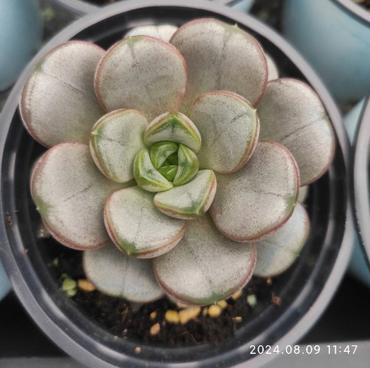 QN569 Echeveria Ametum