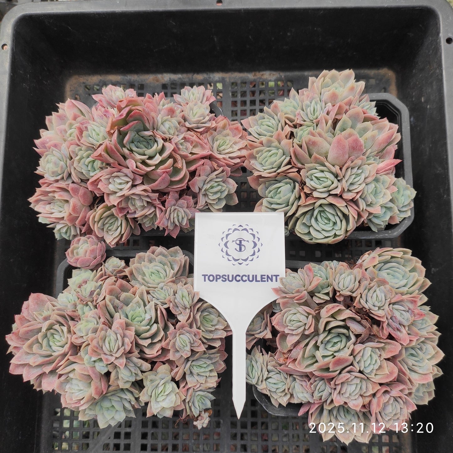 9251 Echeveria Violet Queen Variegated (9cm pot size)