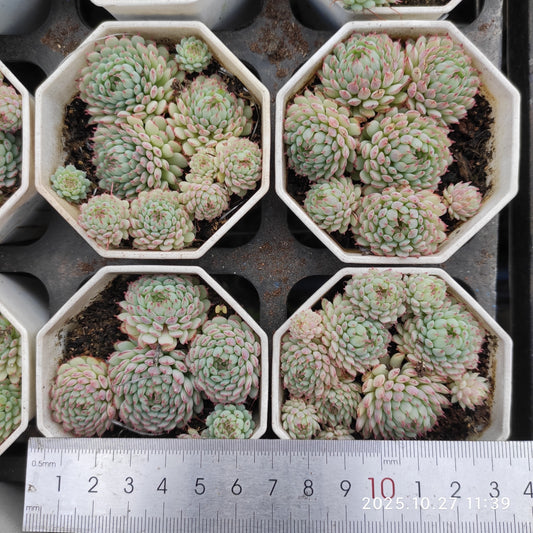 8350 Echeveria Glublosa (7cm pot size)