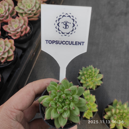 20068 Echeveria Oracle (5.5cm pot size)