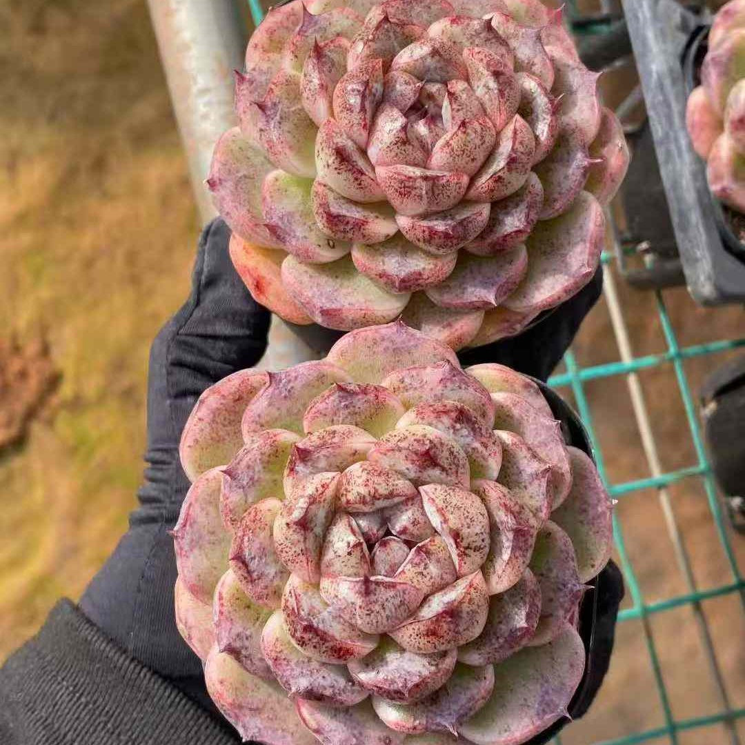 14495 Echeveria Black Beach (6.3cm pot size)