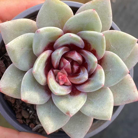 25393 Echeveria German Champagne (9cm pot size)