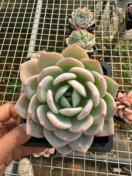 360171 Echeveria Phoenix Orange (12cm pot size)