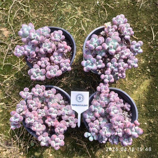 26008 Echeveria Comic Tom (9cm pot size)