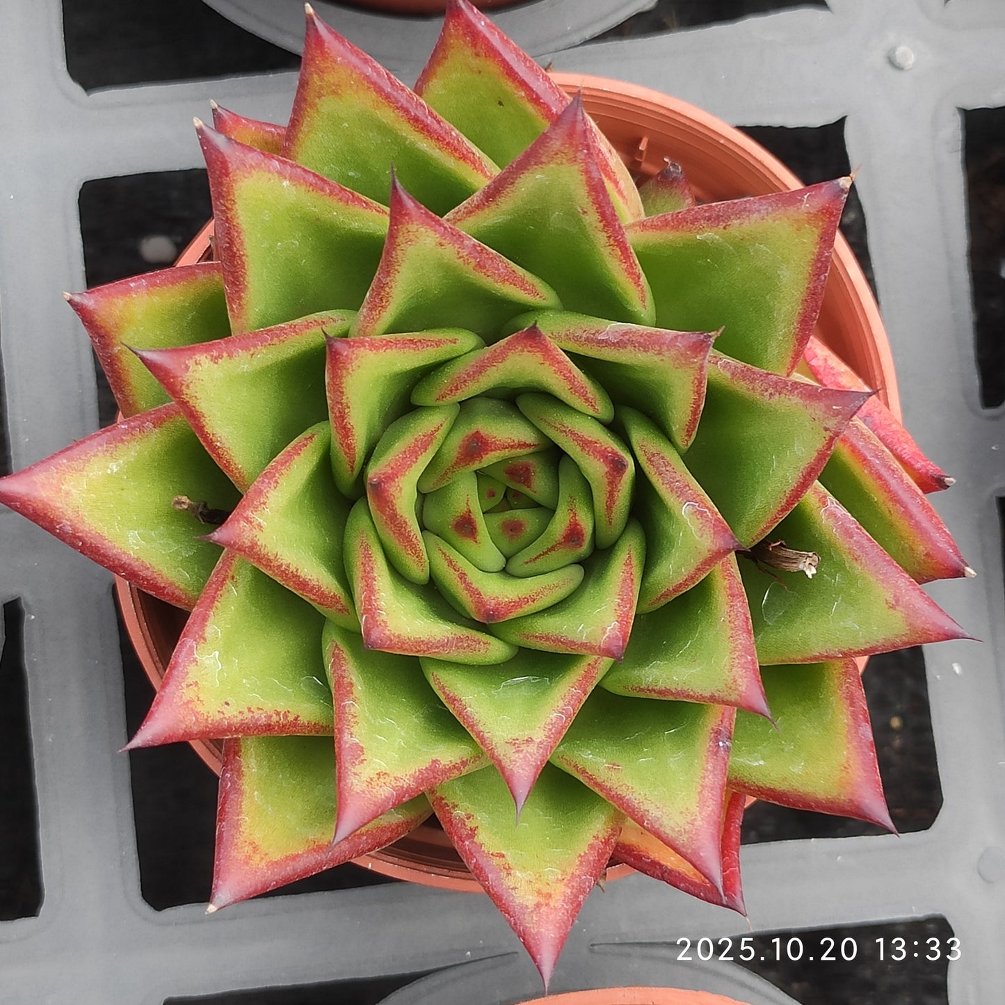 7151 Echeveria Lip Stick (9cm pot size)