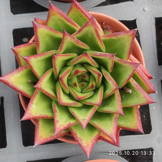 7151 Echeveria Lip Stick (9cm pot size)