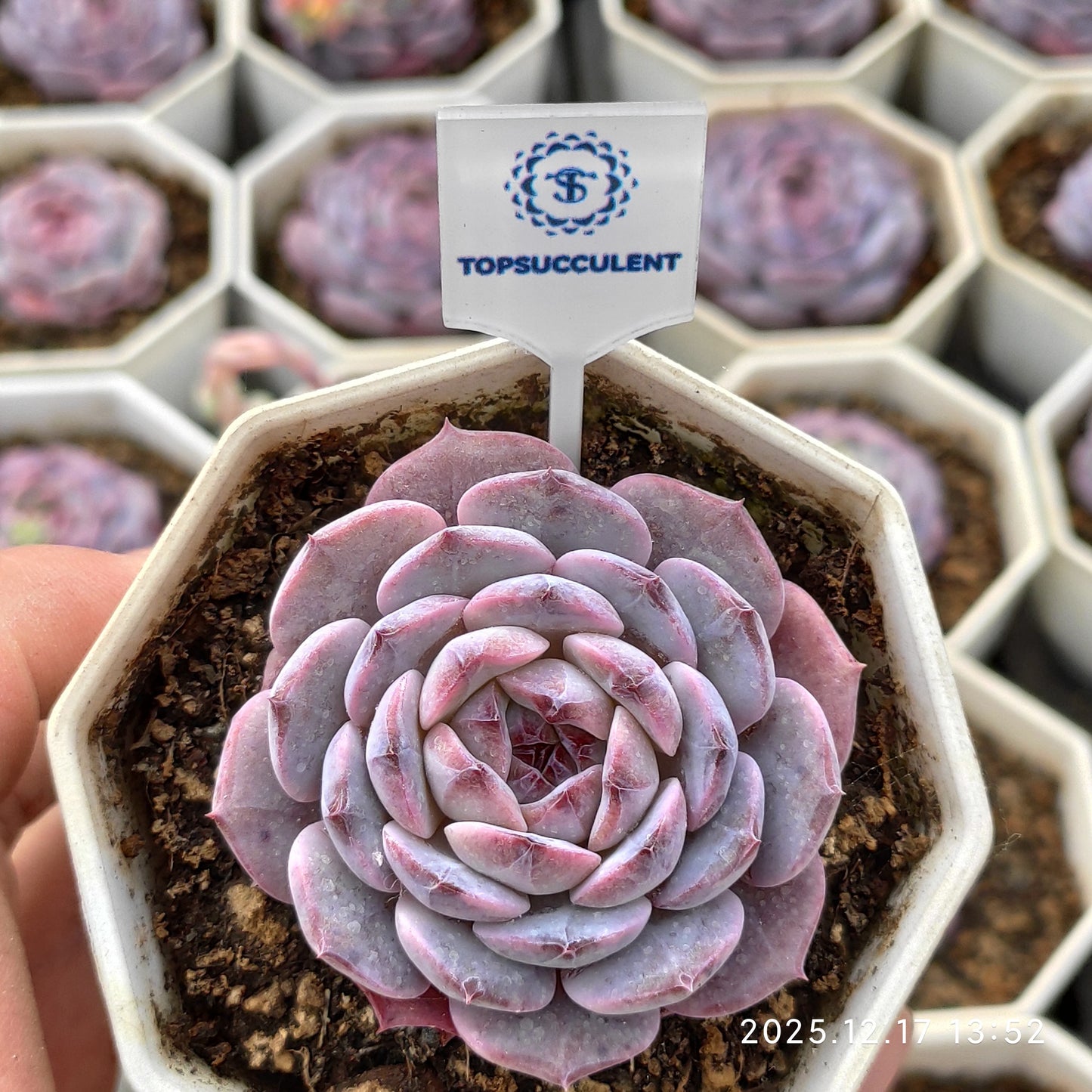 23761 Echeveria Red Velvet Hyb (7cm pot size)