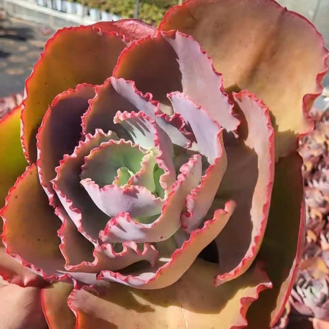 23568 Echeveria Blue Enchantress (18cm pot size)