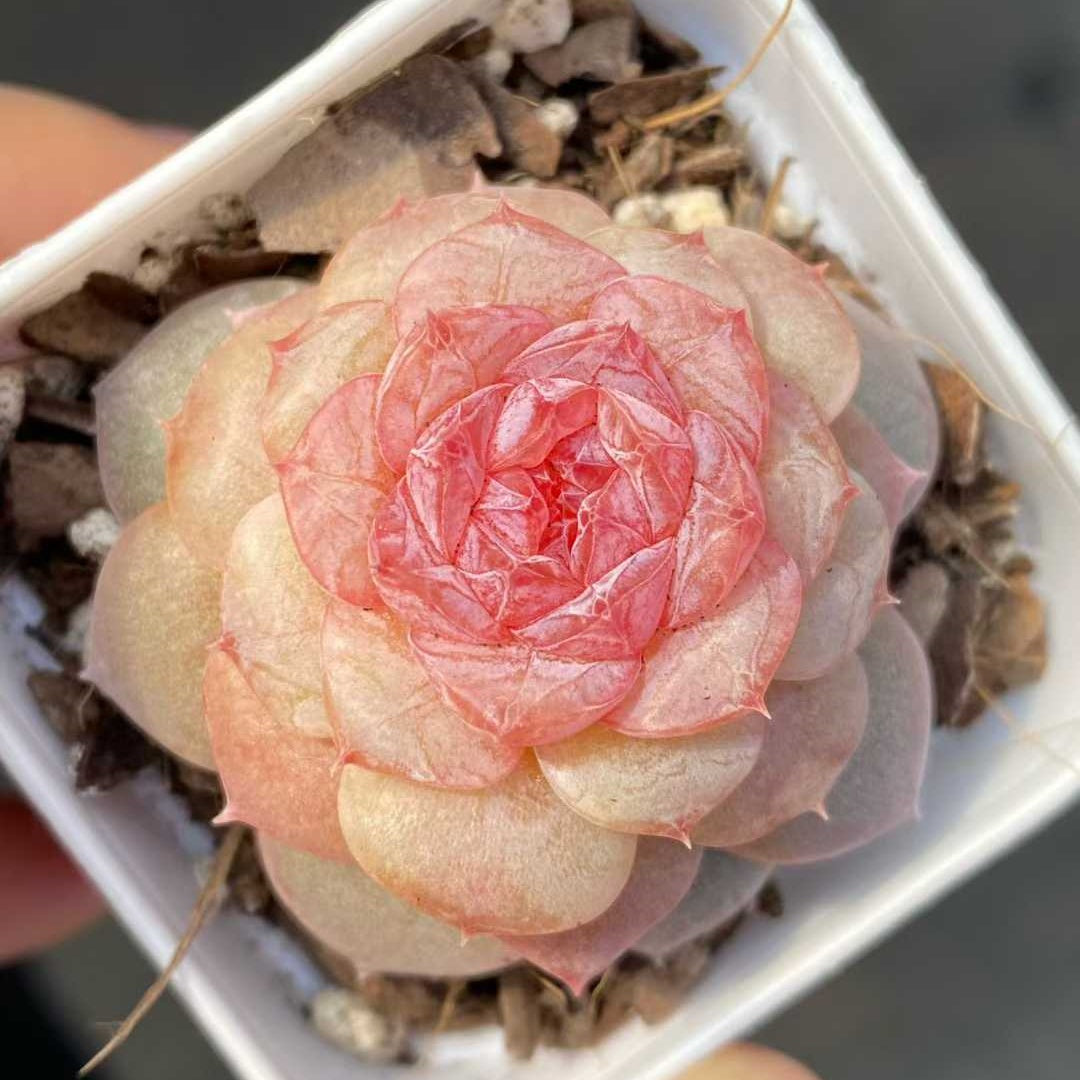 15455 Echeveria Spring Morning (5.5cm pot size)