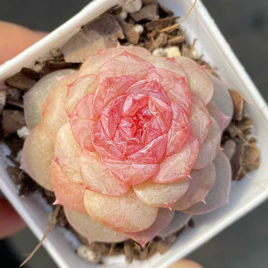 15455 Echeveria Spring Morning (5.5cm pot size)