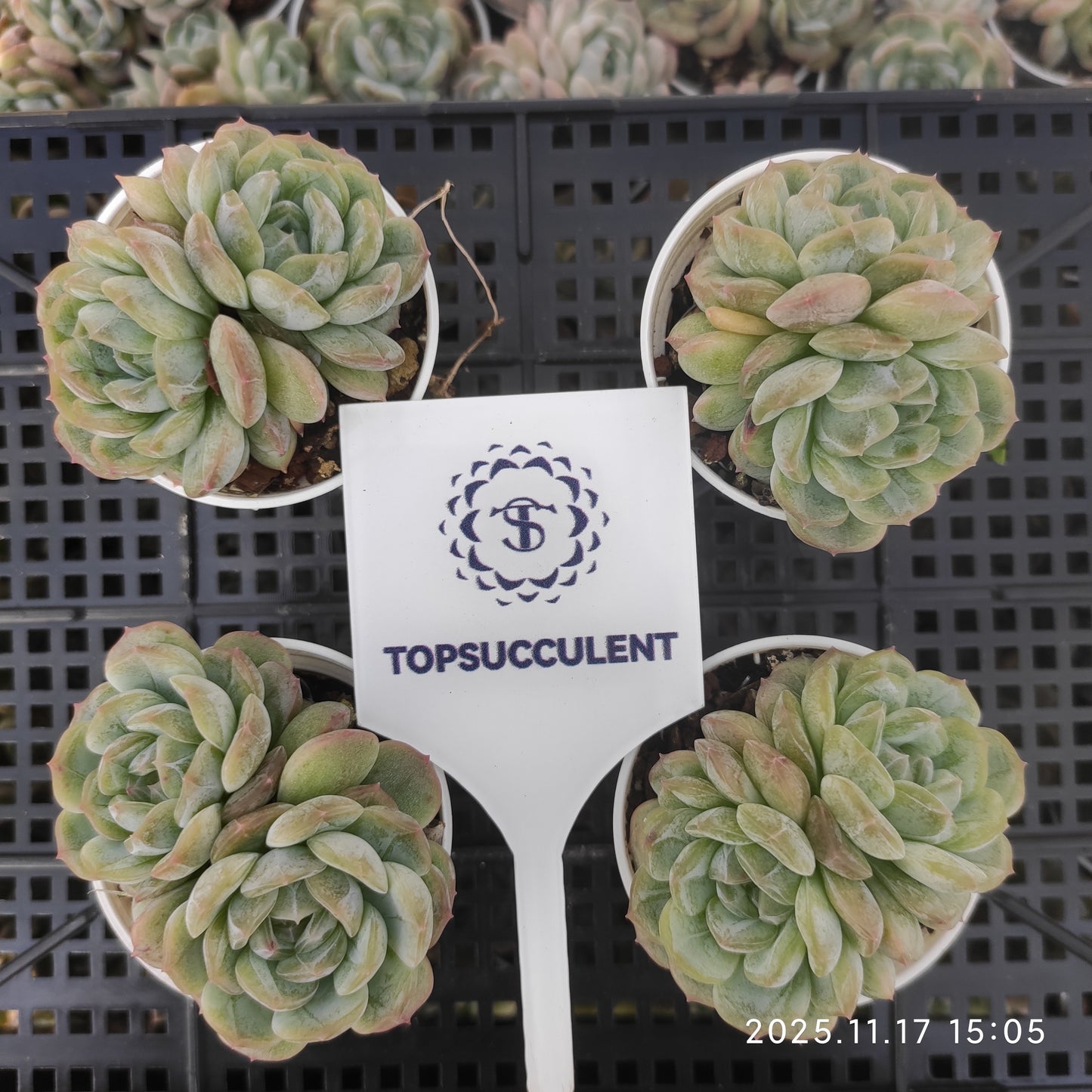 22868 Echeveria White Lover (5.5cm pot size)