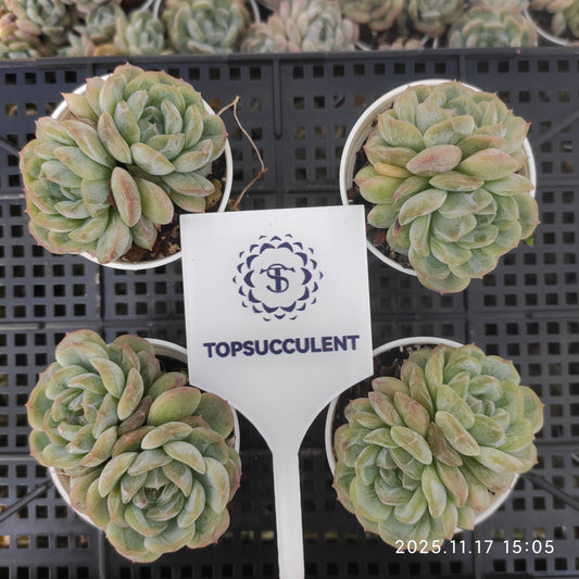 22868 Echeveria White Lover (5.5cm pot size)