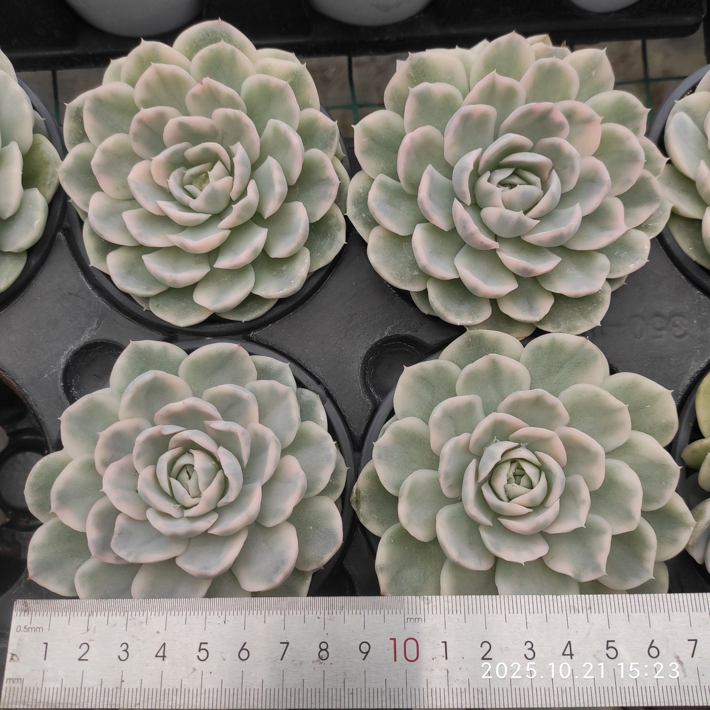 19675 Echeveria Snow Ball Variegated (9cm pot size)