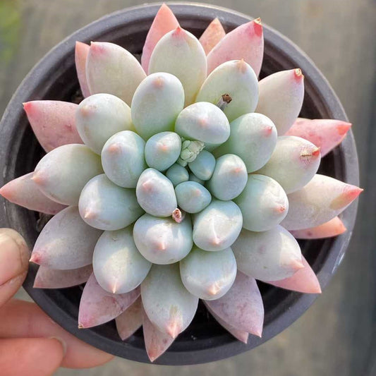 25741 Echeveria Angels Finger (9cm pot size)