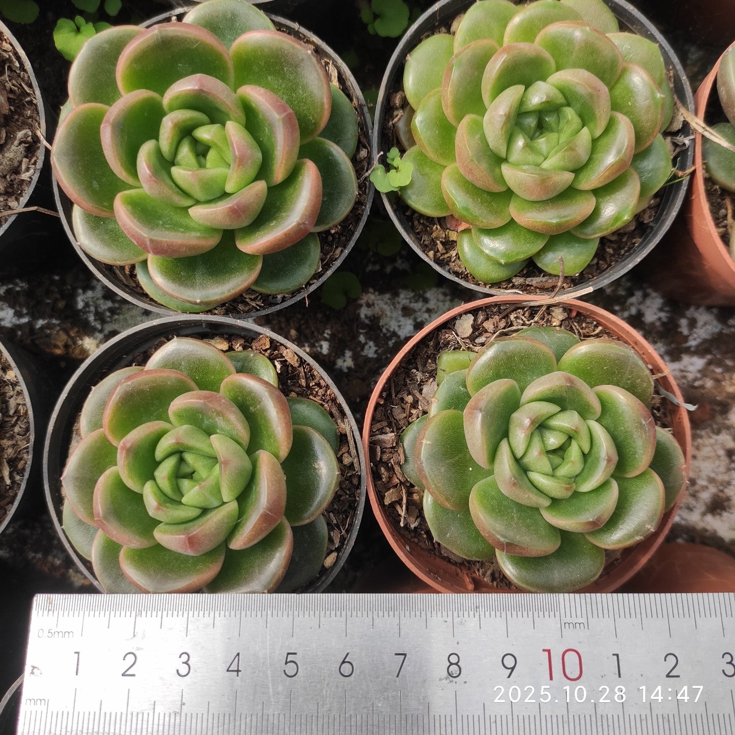 18254 Echeveria Azure Stone (6cm pot size)