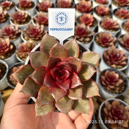 21958 Echeveria Red Rose (9cm pot size)