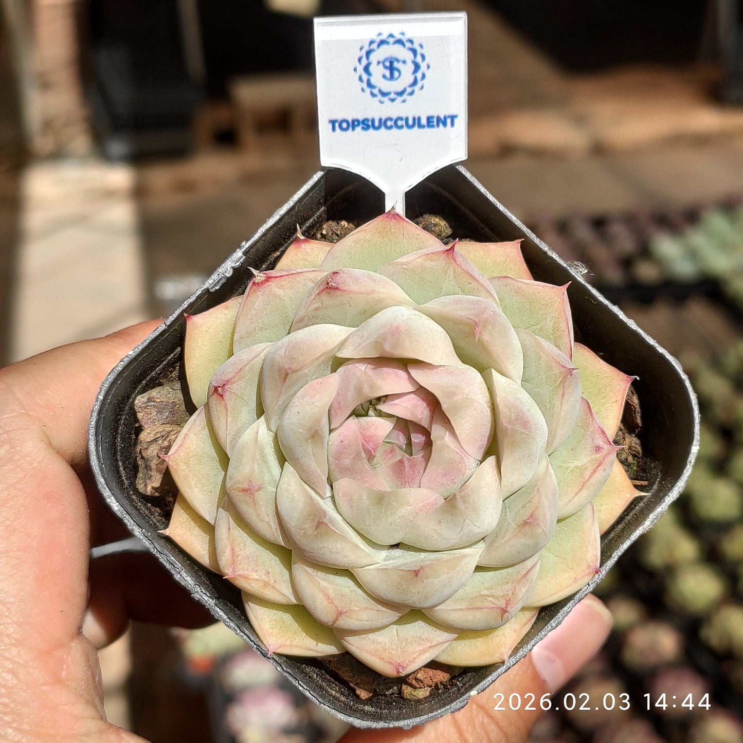 25678 Echeveria Queen of Peach (6.5cm pot size)