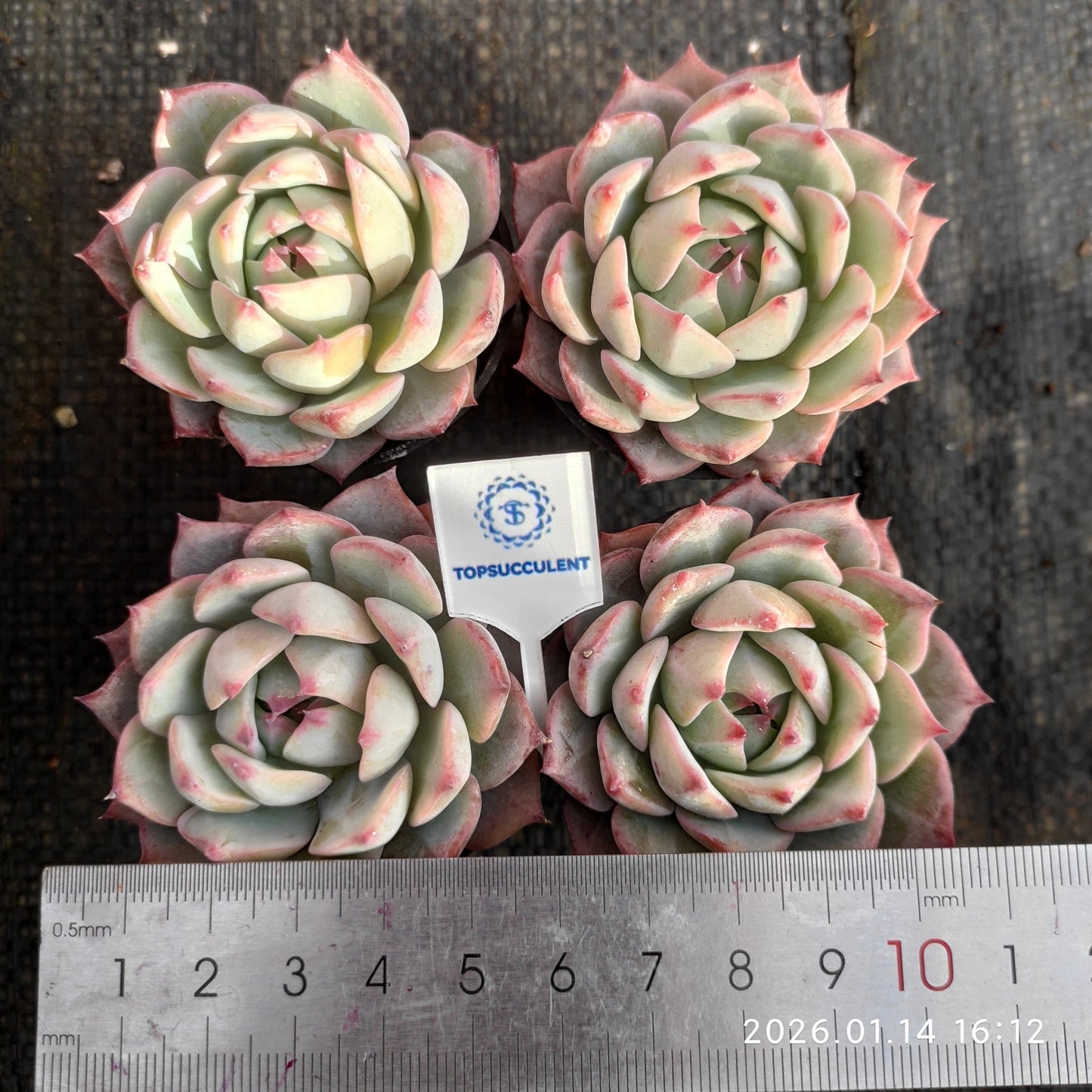 18755 Echeveria Prism (5.5cm pot size)