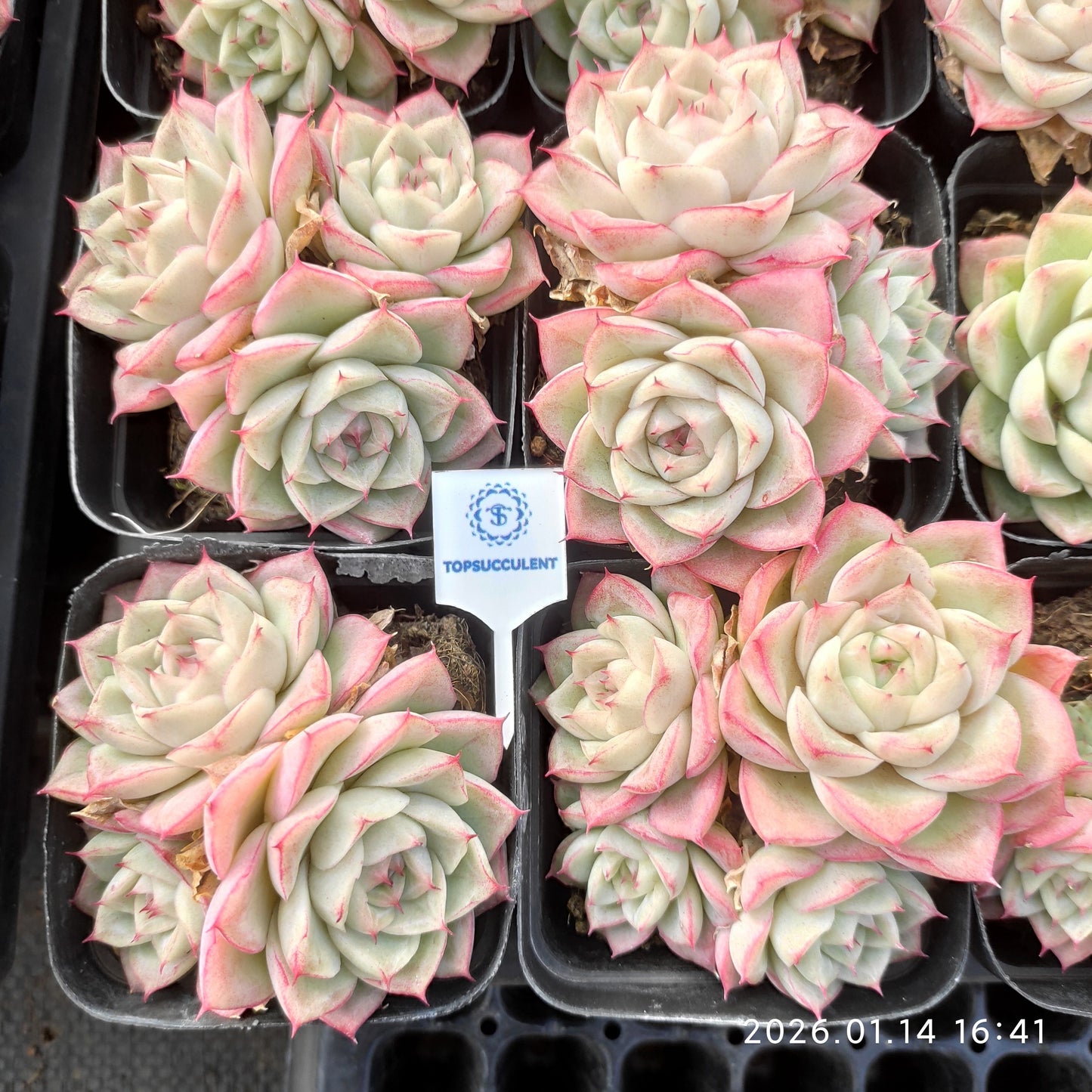 24764 Echeveria Queen Hyb (7cm pot size)