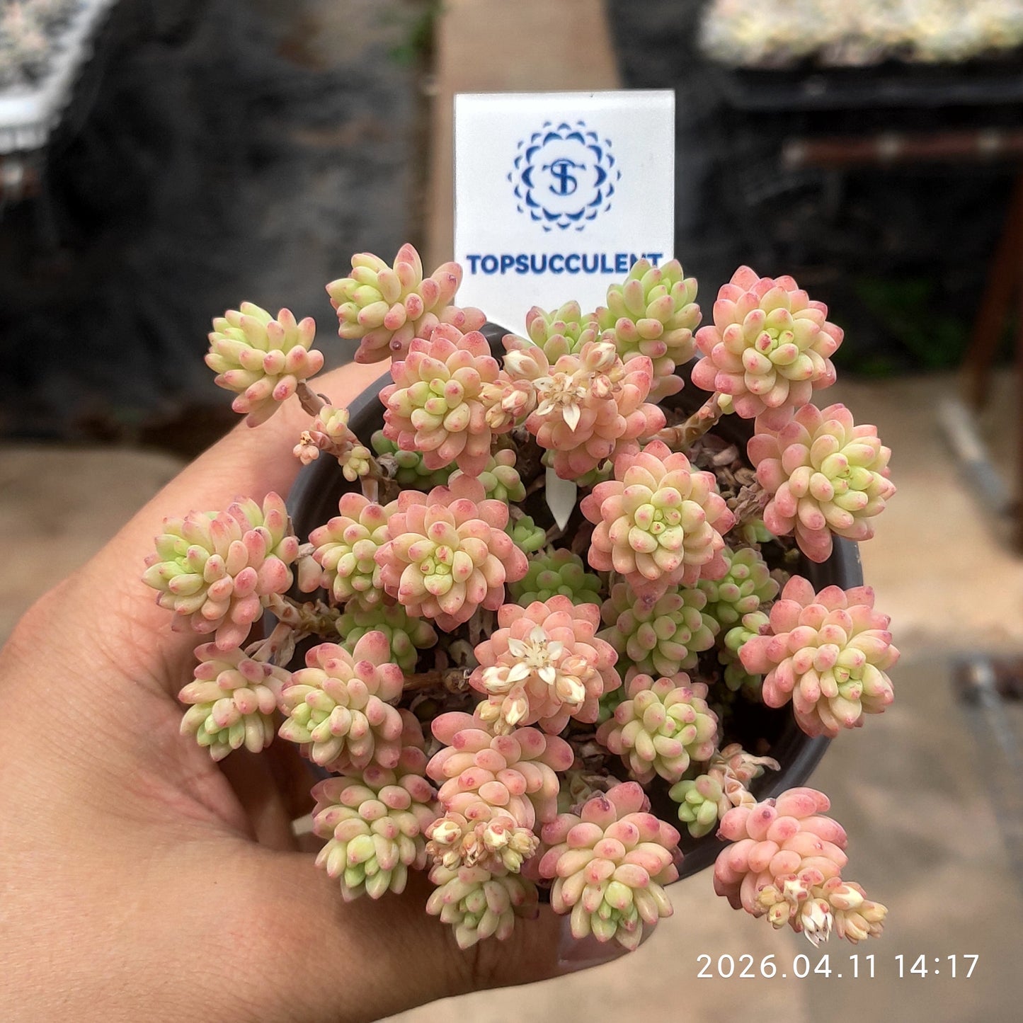 25698 Echeveria Red Berry Hyb (9cm pot size)
