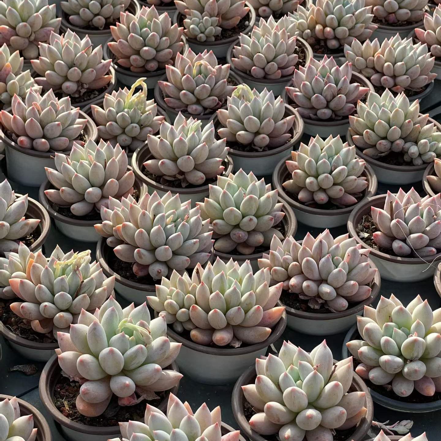 25741 Echeveria Angels Finger (9cm pot size)